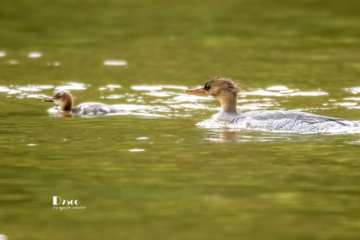 中华秋沙鸭（20）