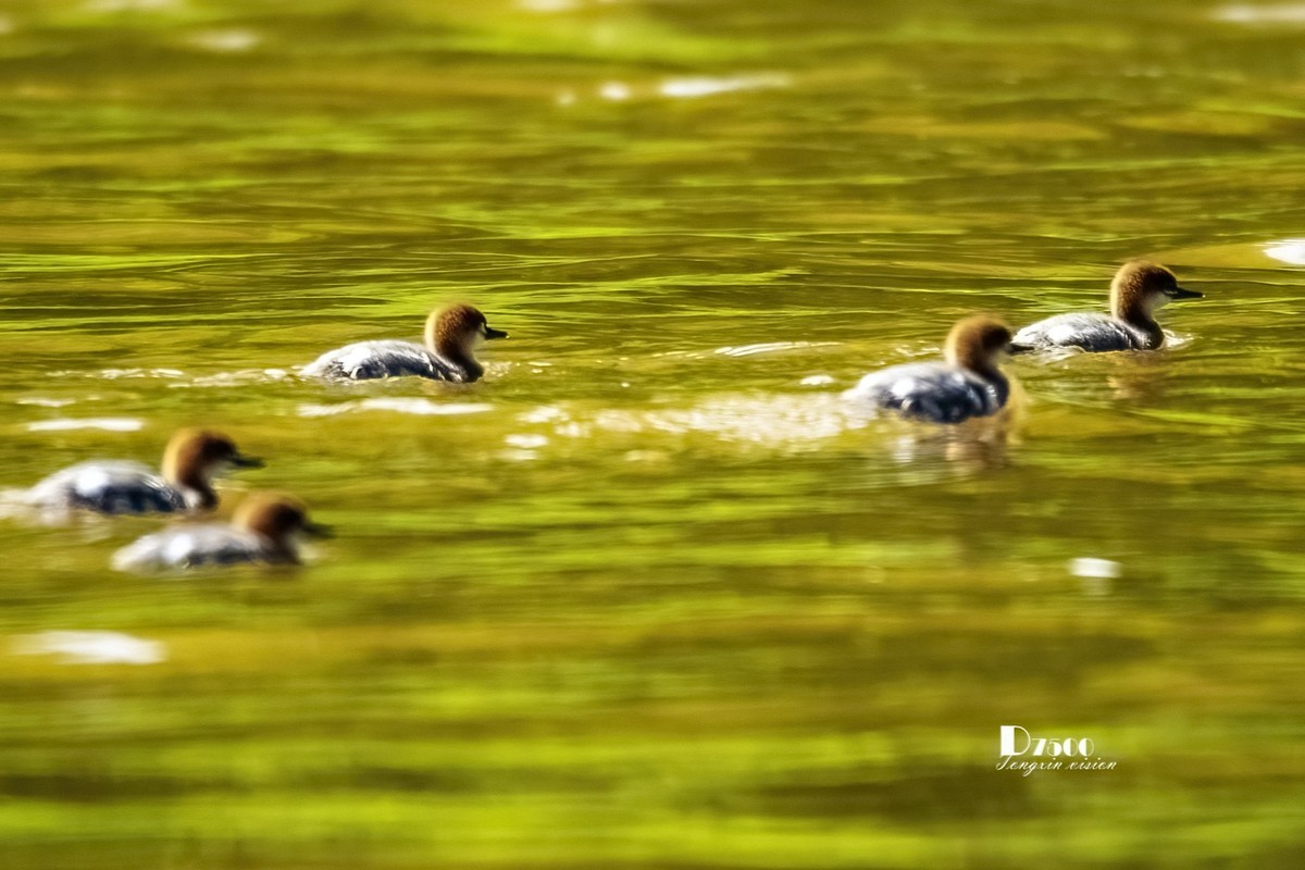 中华秋沙鸭（20）