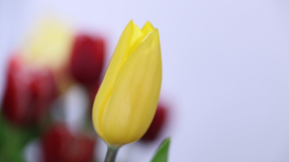 我把春天搬回家之郁金香