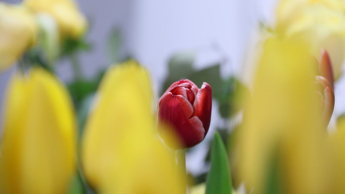 我把春天搬回家之郁金香