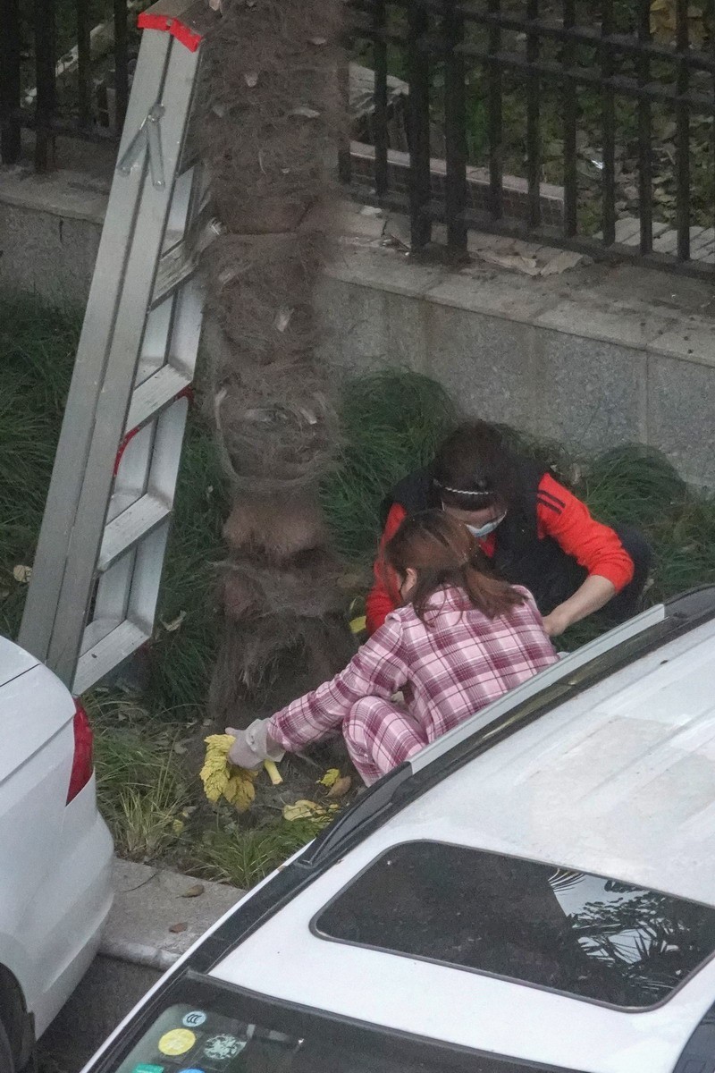 八楼视角4----上树求菜