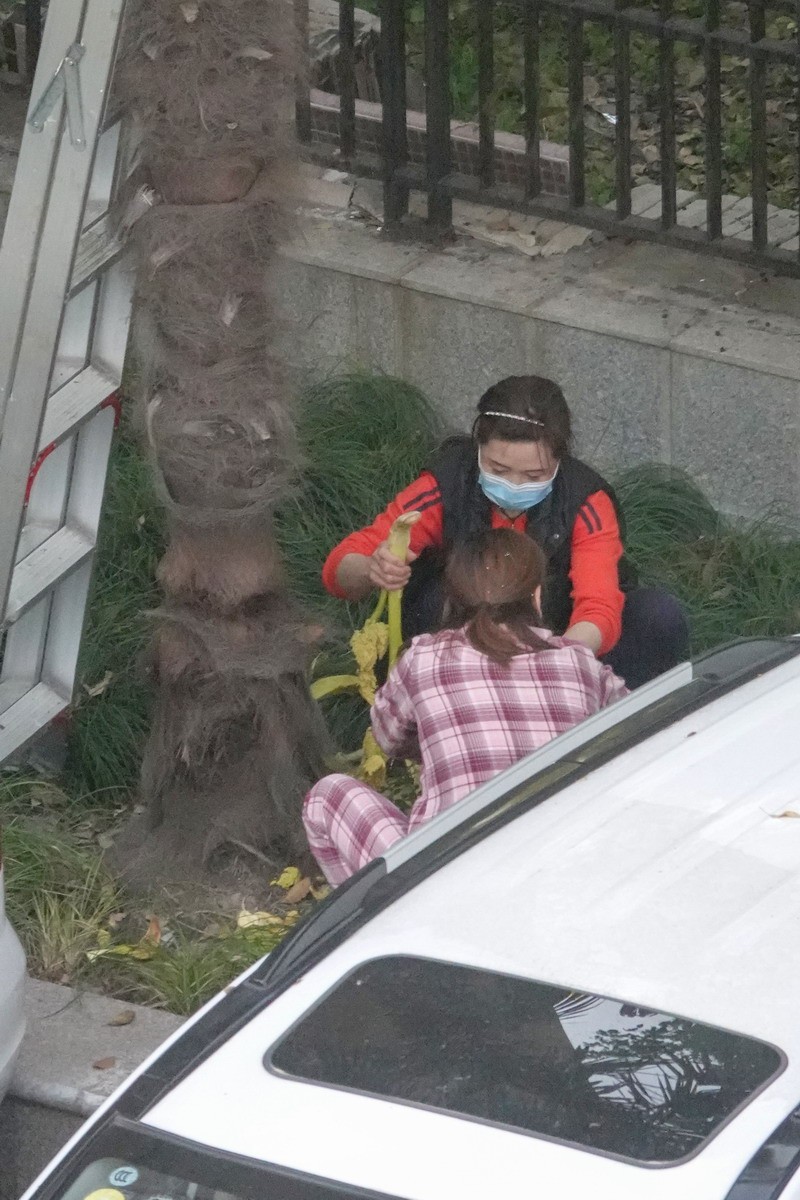 八楼视角4----上树求菜