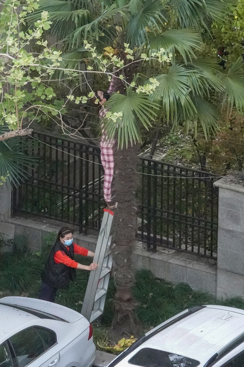 八楼视角4----上树求菜