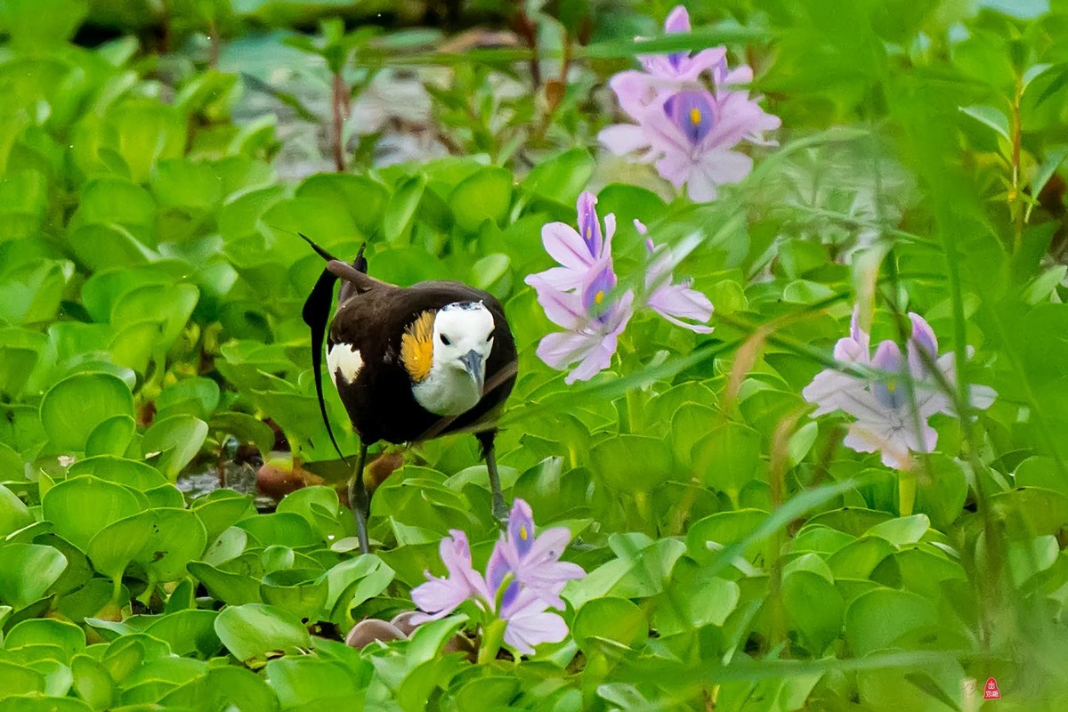 凤眼莲中的水凤凰