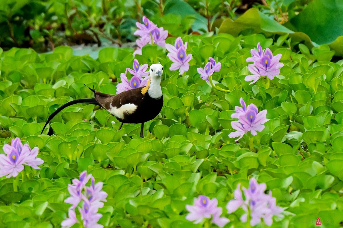 凤眼莲中的水凤凰
