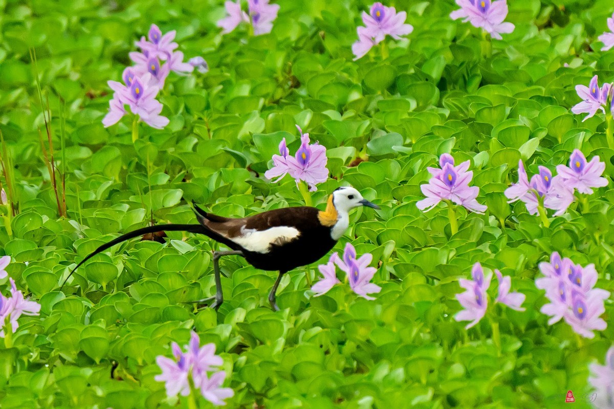 凤眼莲中的水凤凰