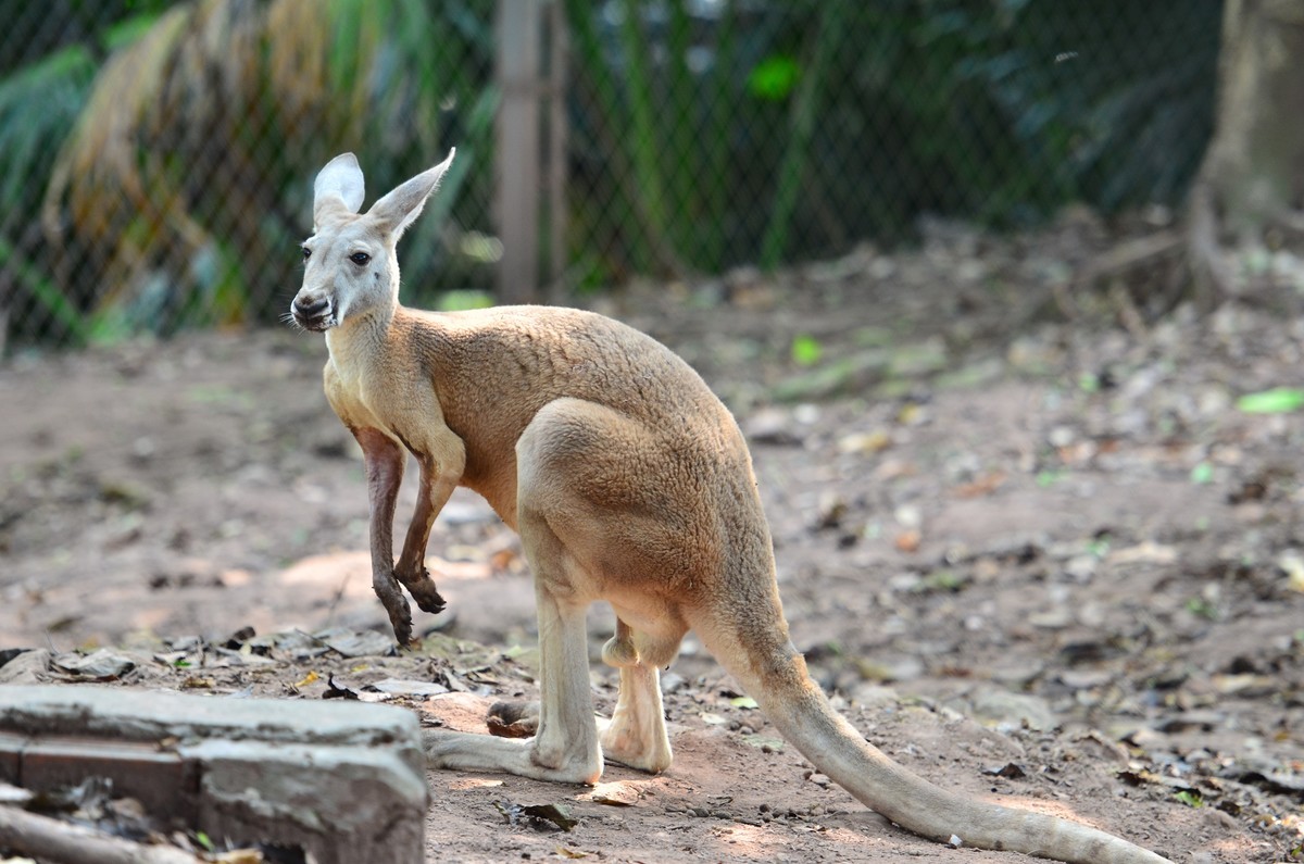 新晋大竹炮，经验还不足，请色友拍砖指教