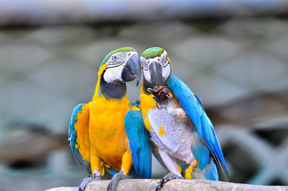 新晋大竹炮，经验还不足，请色友拍砖指教