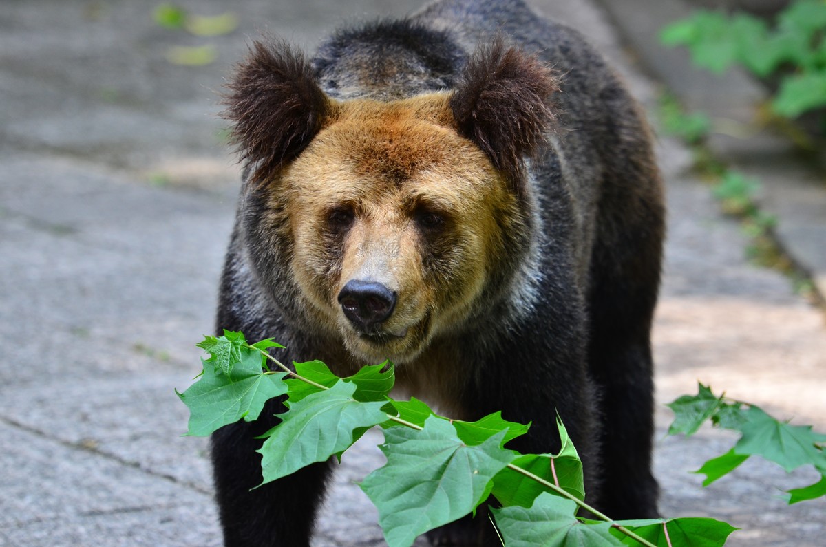 新晋大竹炮，经验还不足，请色友拍砖指教