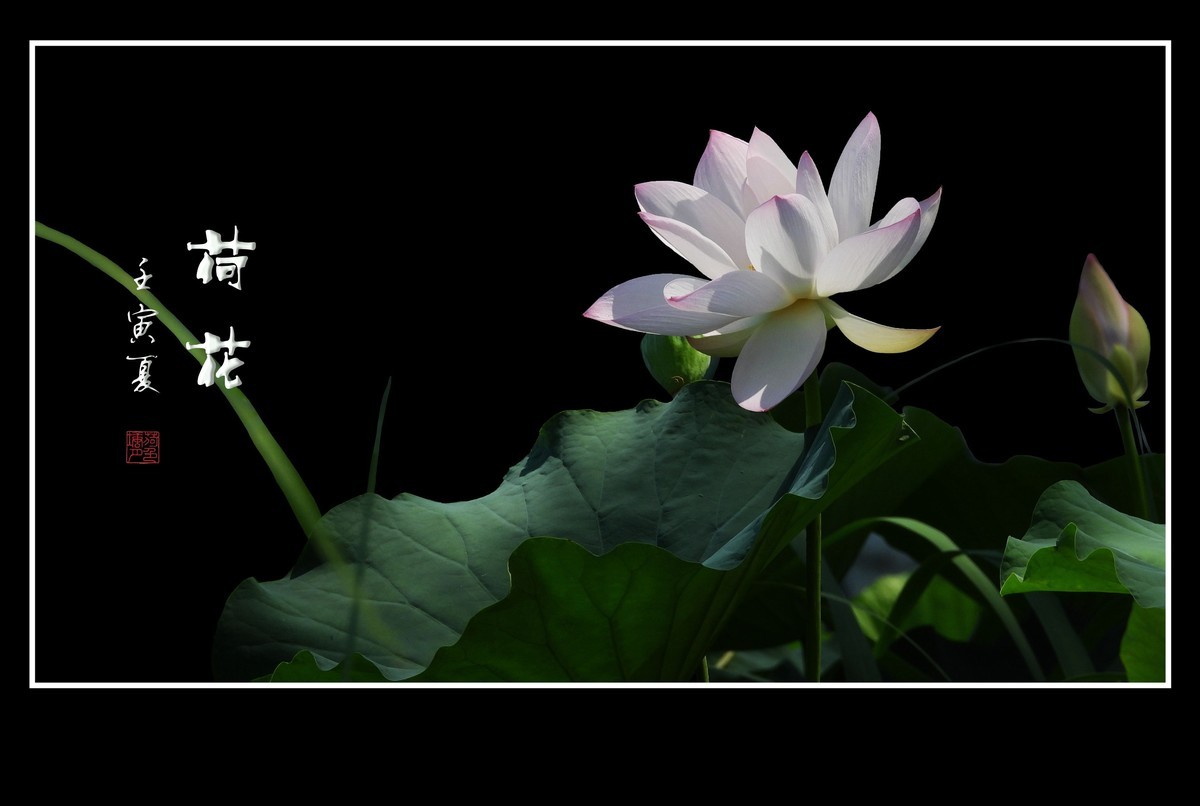 圣洁无尘的荷花