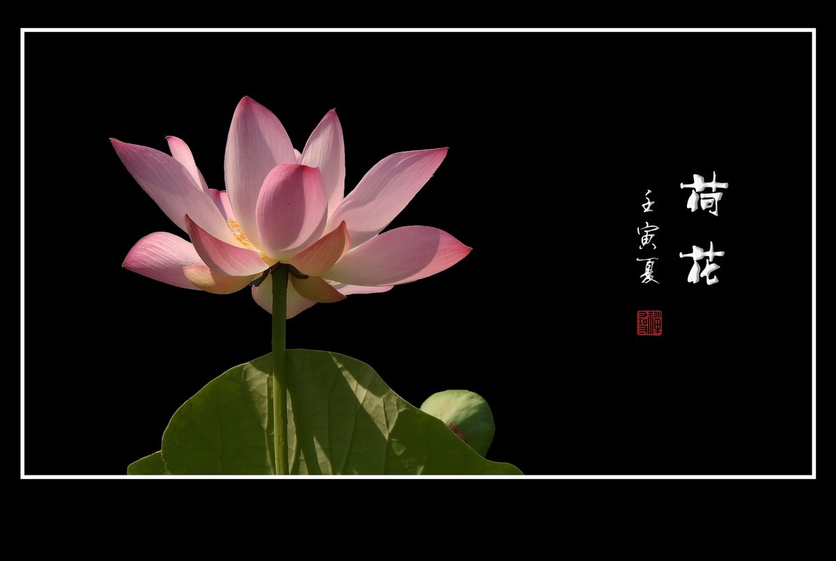 圣洁无尘的荷花