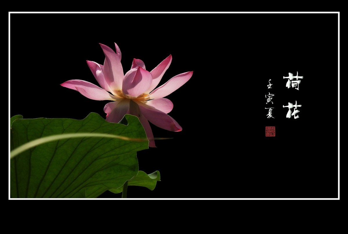 圣洁无尘的荷花
