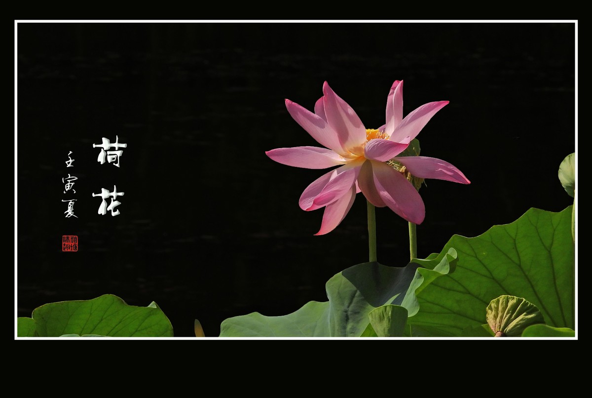 圣洁无尘的荷花