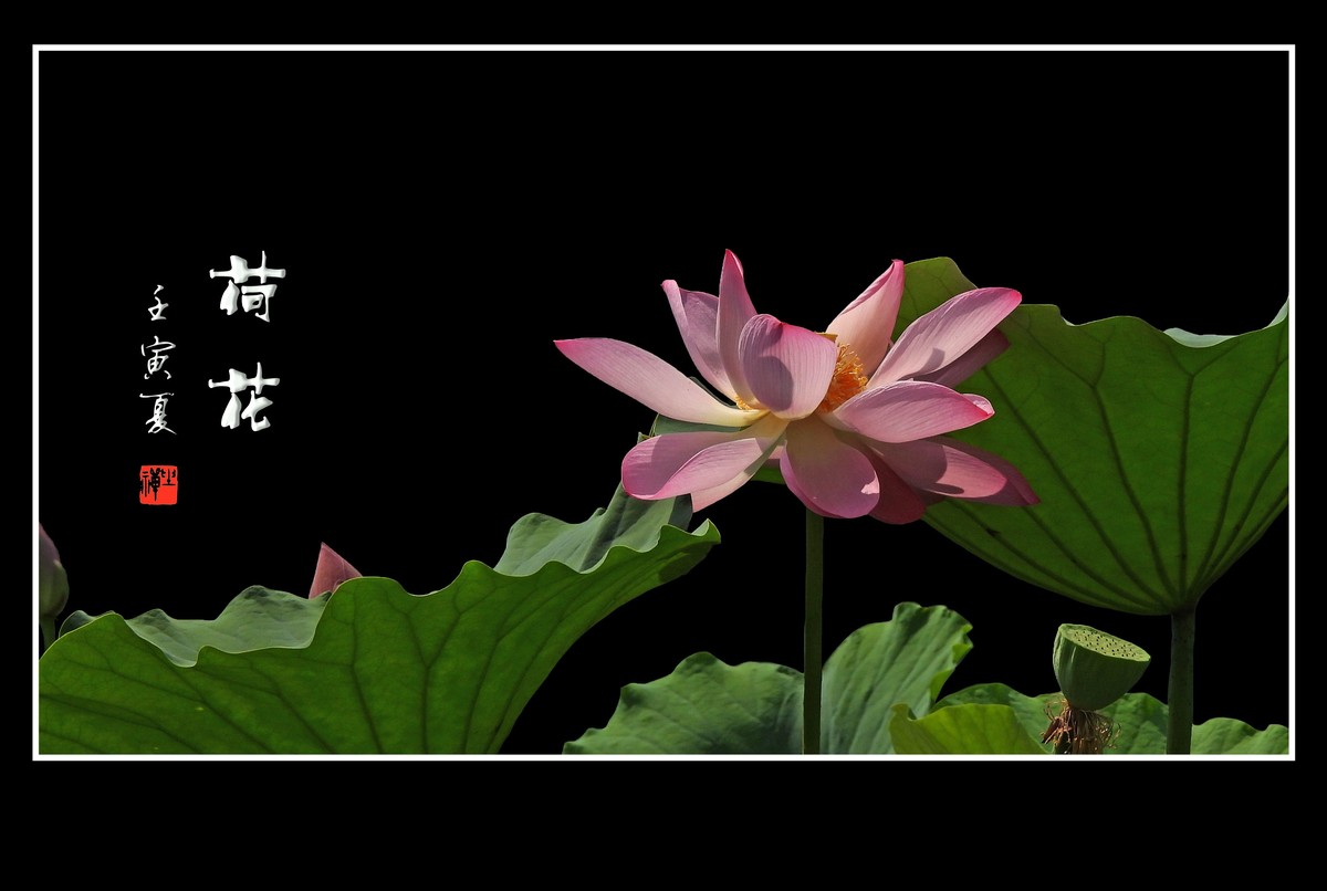 圣洁无尘的荷花