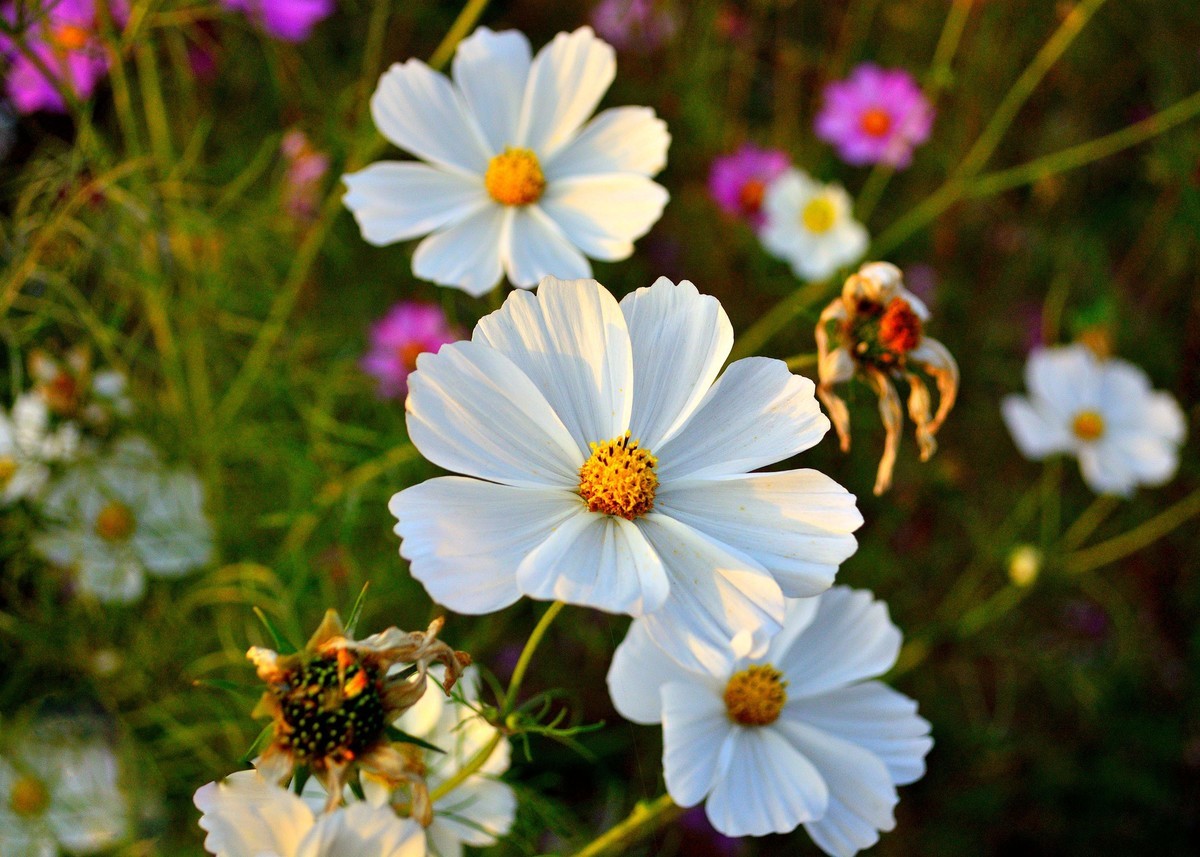 D5200落幕了，发一些以前拍的照片吧