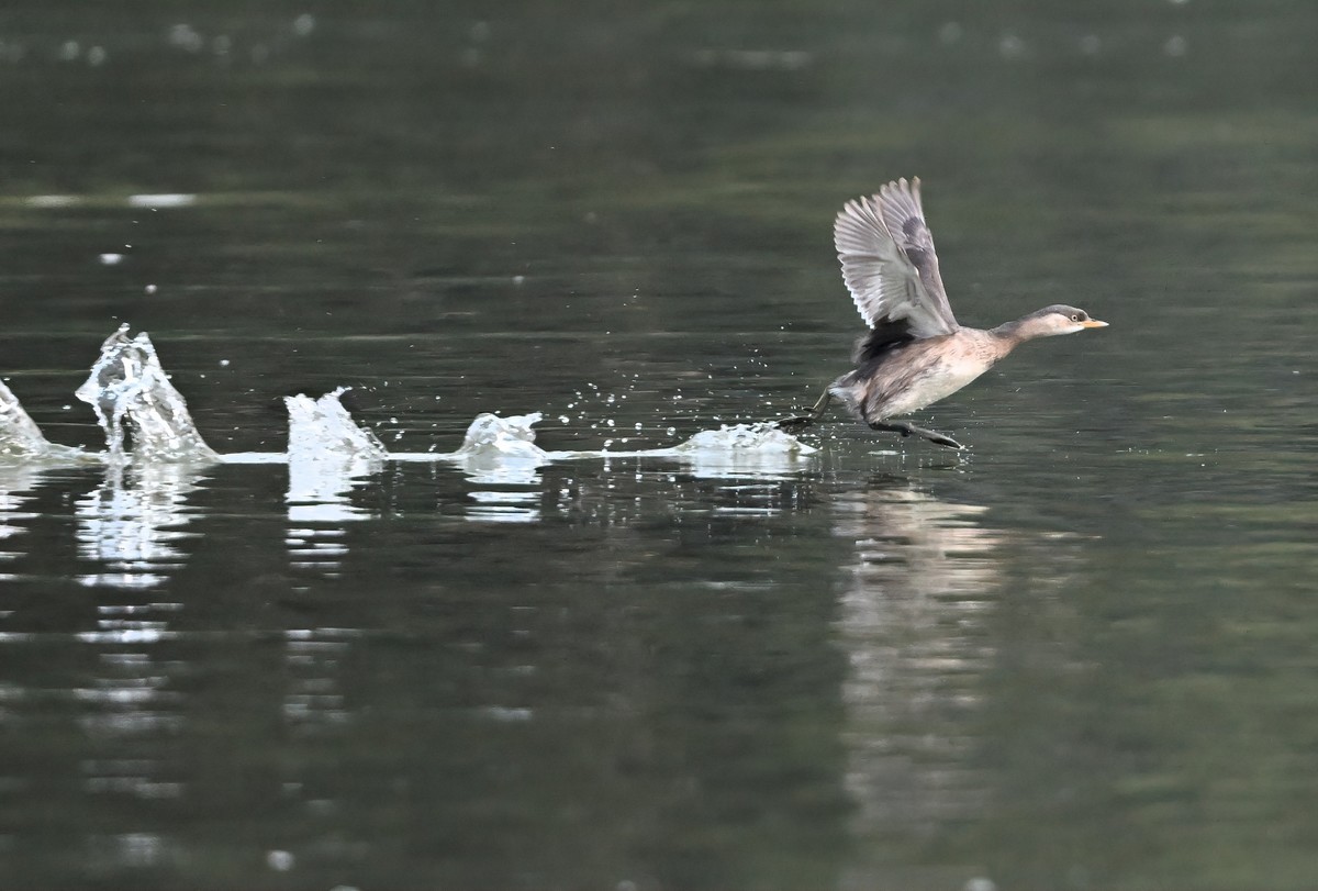 发一组受惊的?鹈