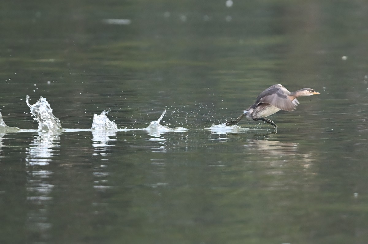 发一组受惊的?鹈