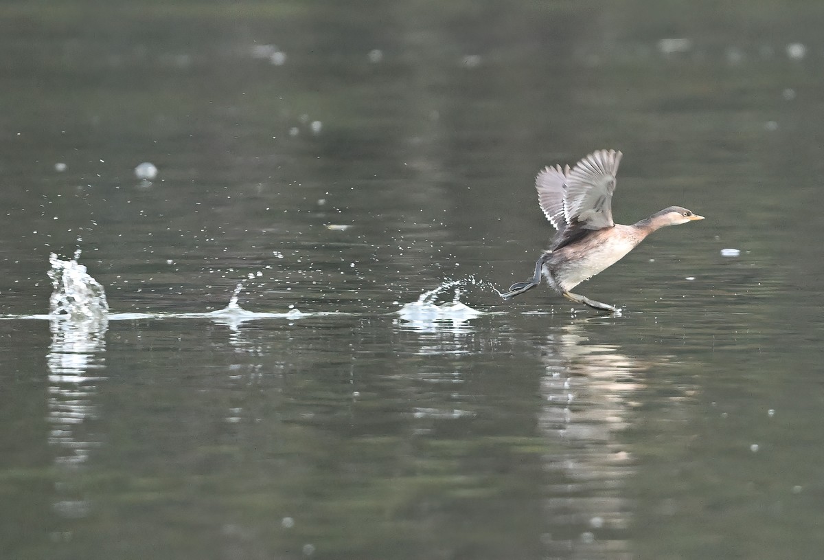 发一组受惊的?鹈