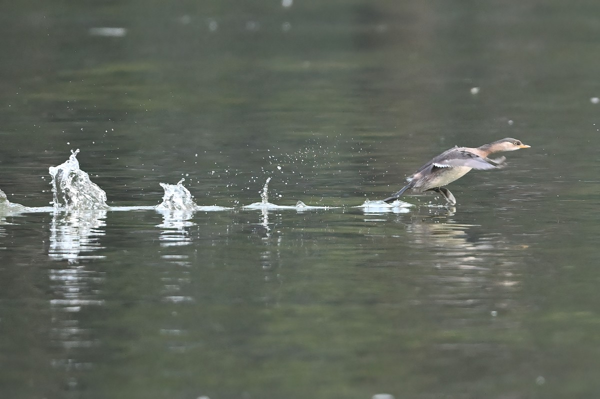 发一组受惊的?鹈
