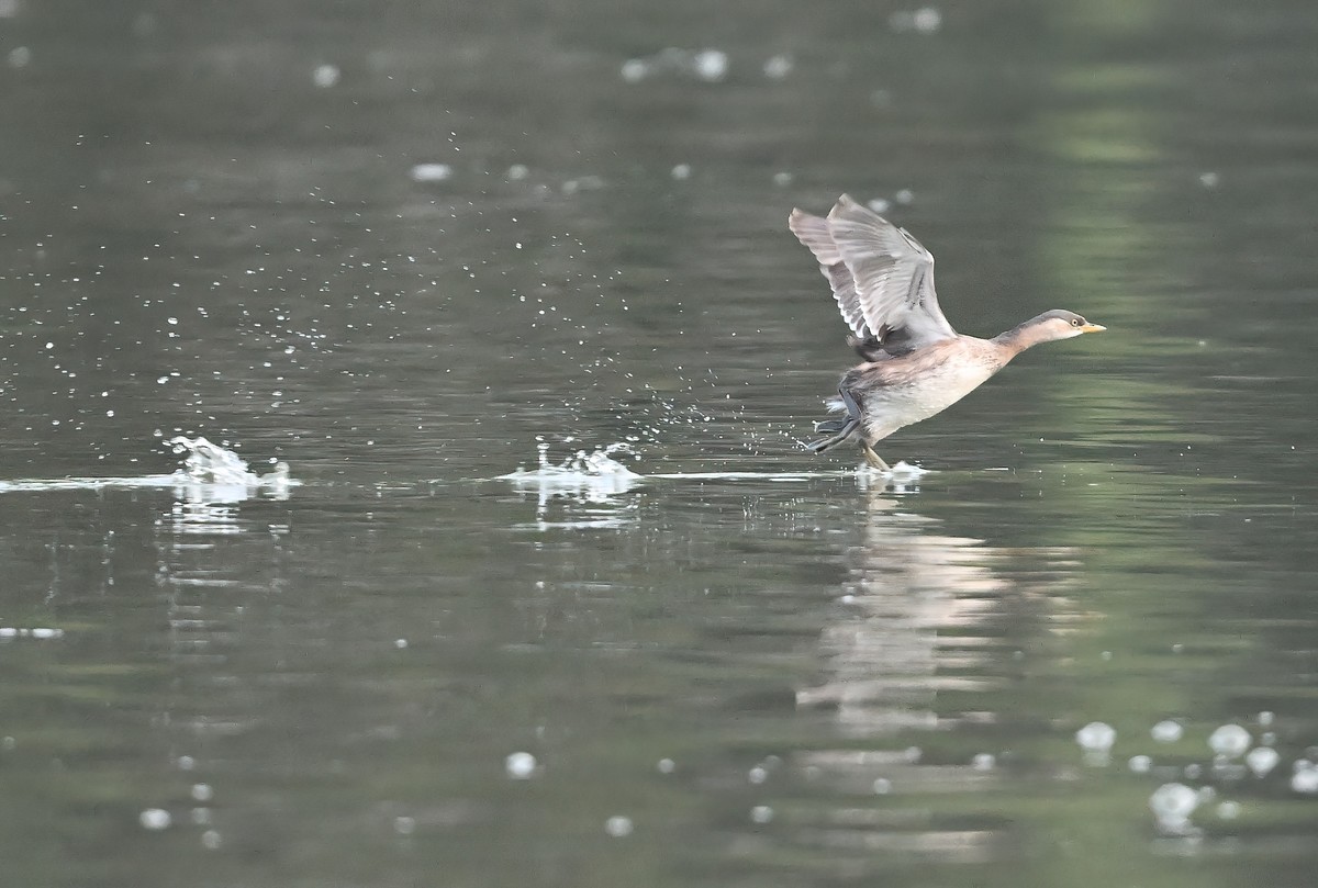 发一组受惊的?鹈