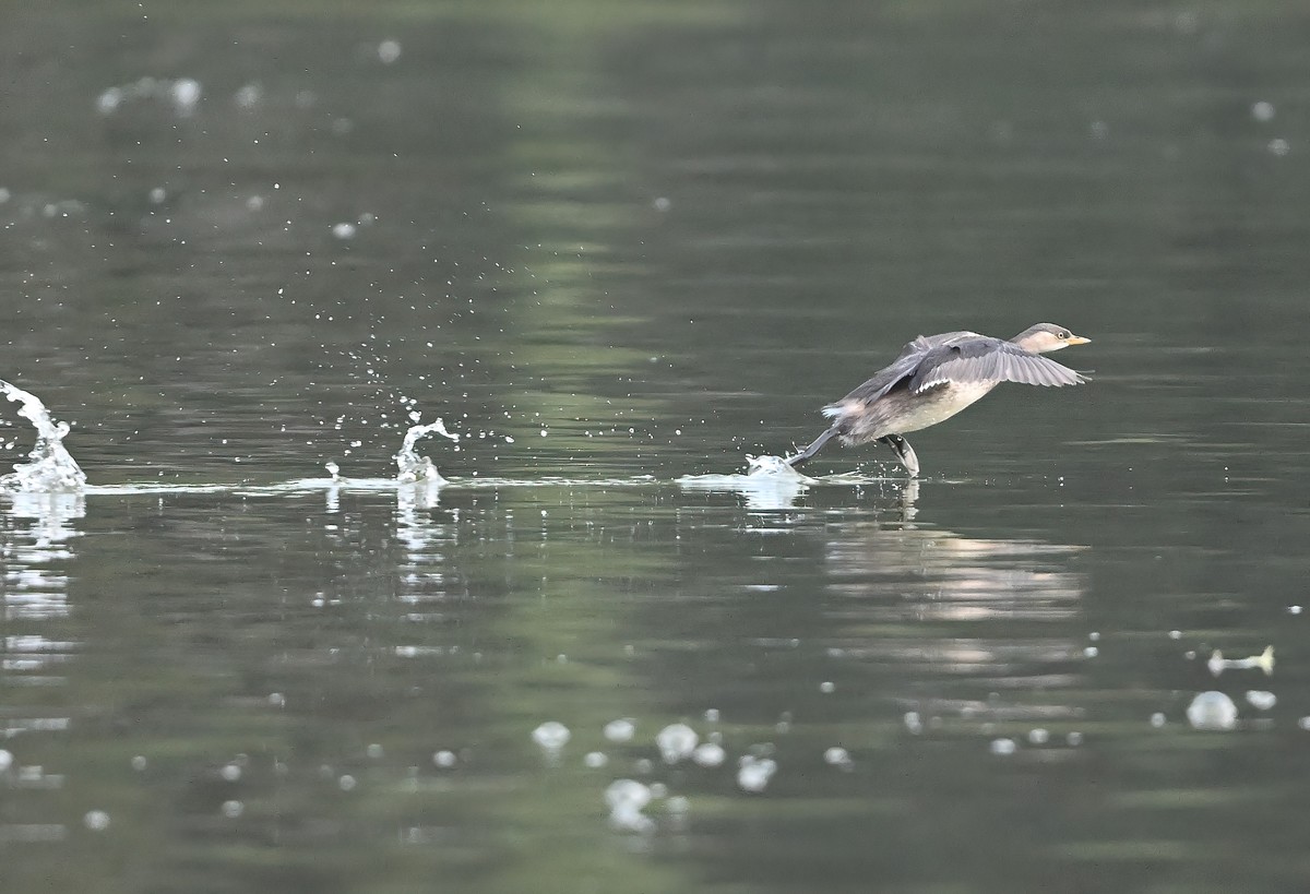 发一组受惊的?鹈
