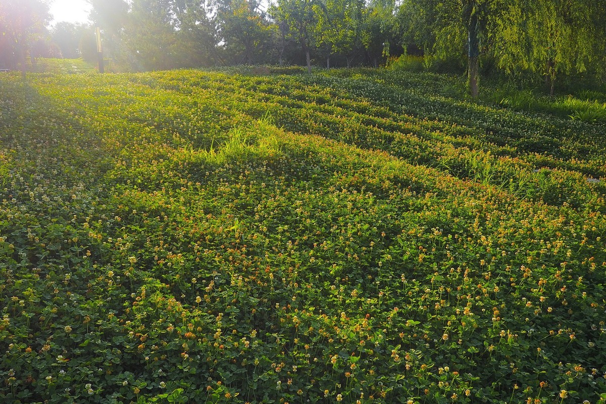 夏日清晨的昆仑公园