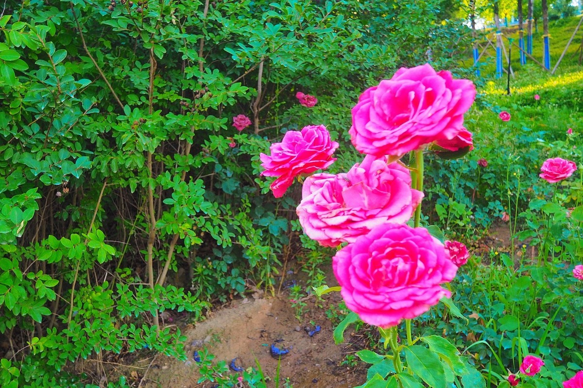 夏日清晨的昆仑公园