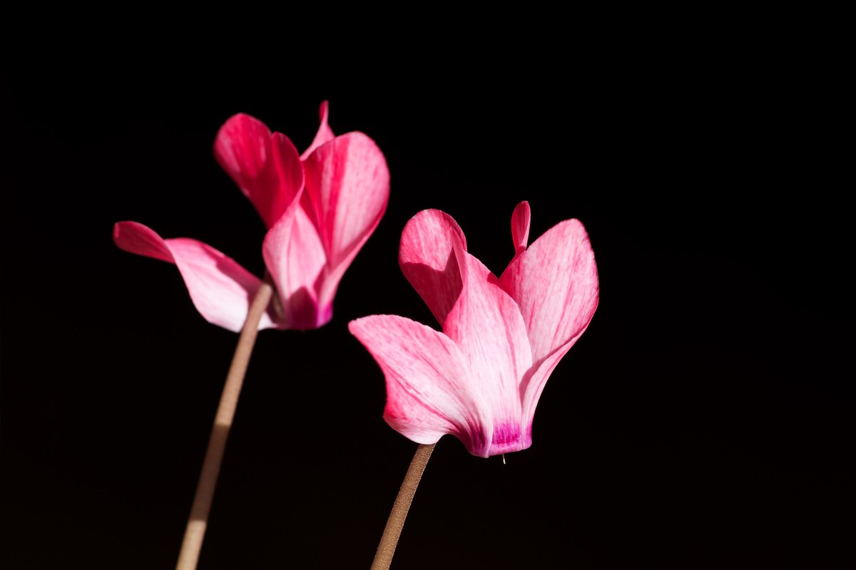 2023年春节前，买几盆花，新年新气象。