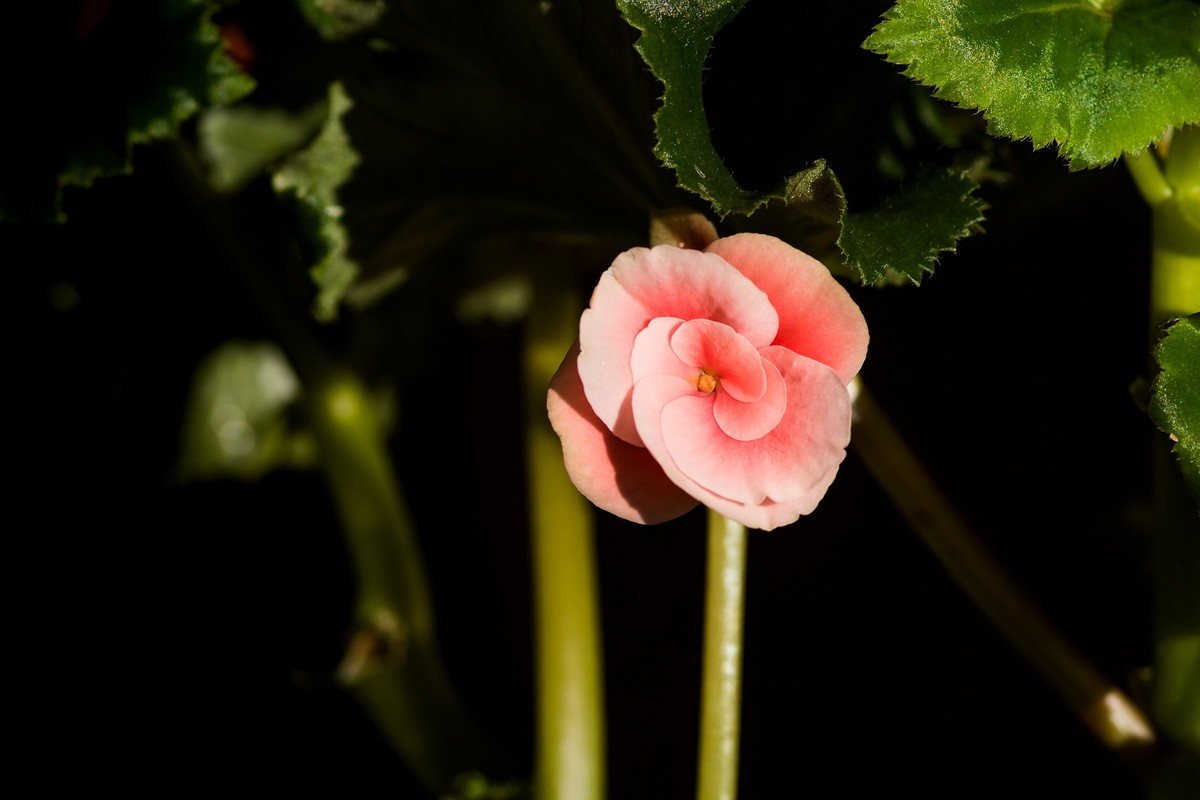 2023年春节前，买几盆花，新年新气象。