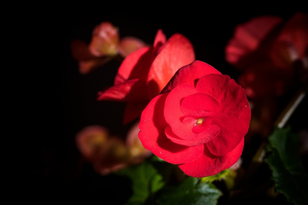 2023年春节前，买几盆花，新年新气象。