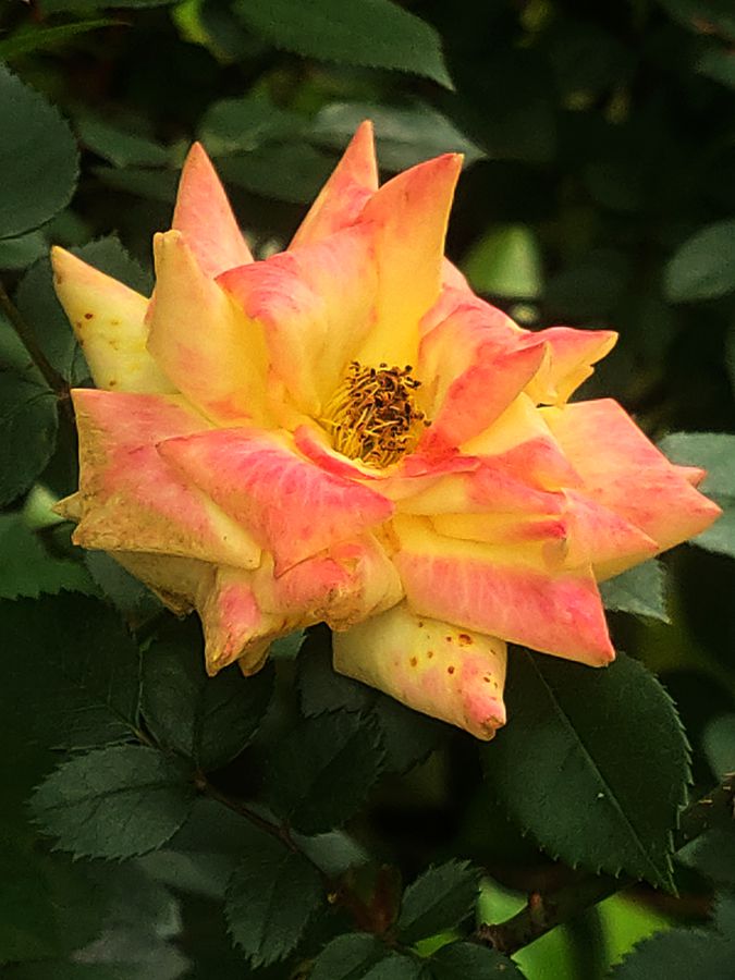 花卉系列【4655】