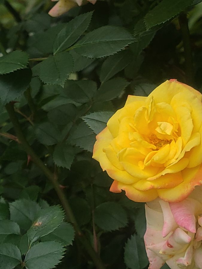 花卉系列【4655】