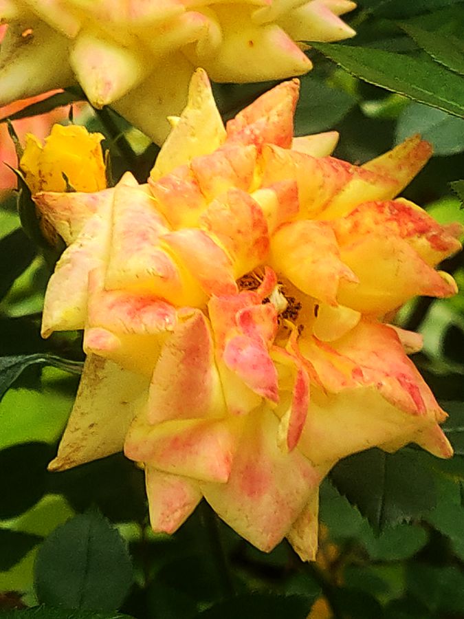 花卉系列【4655】