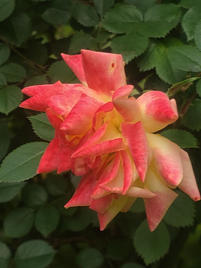 花卉系列【4655】