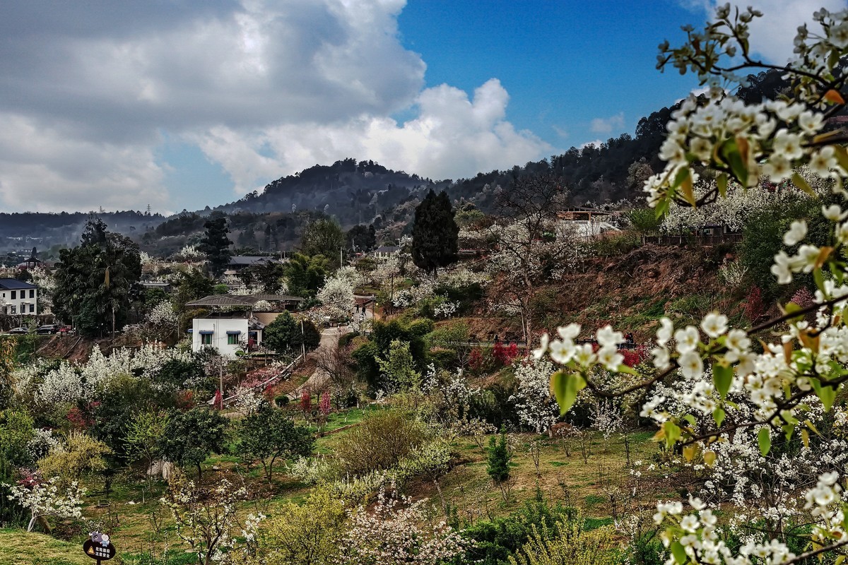 花开春光寻美景都市圈外新农村春意盎然梨花溪