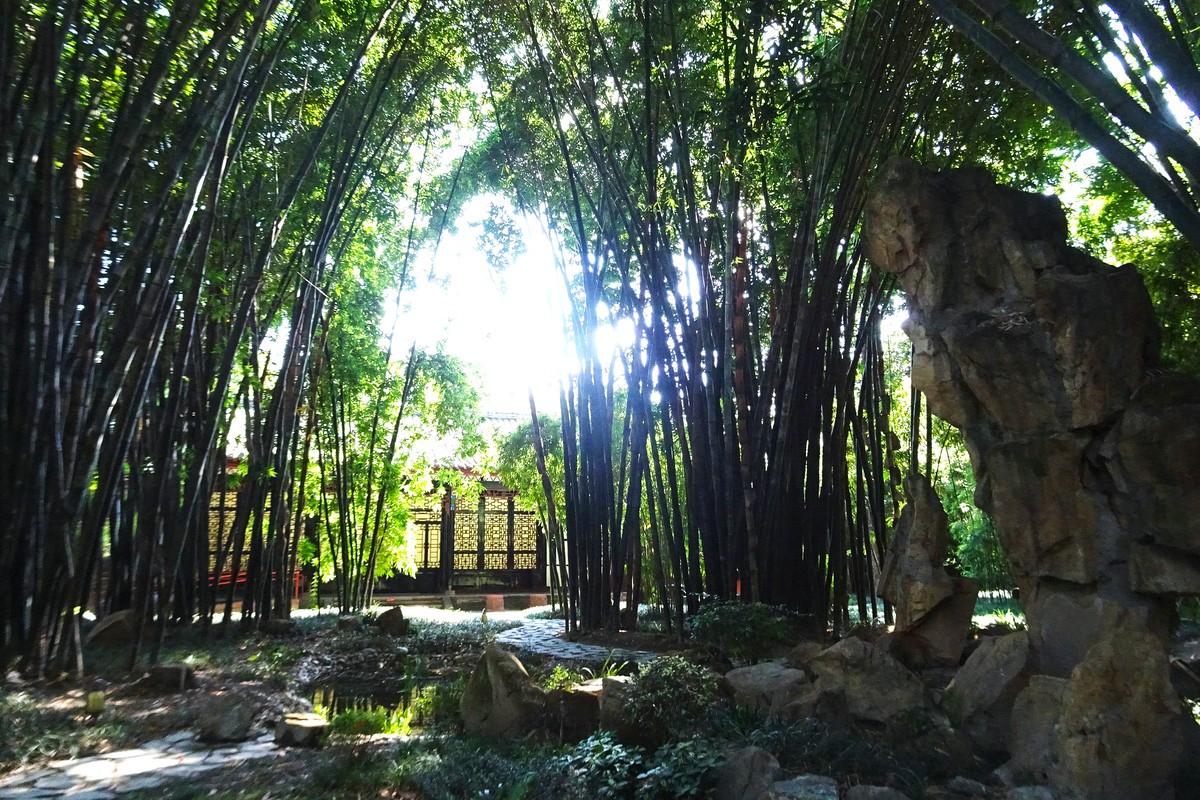 望江楼的翠竹竹影