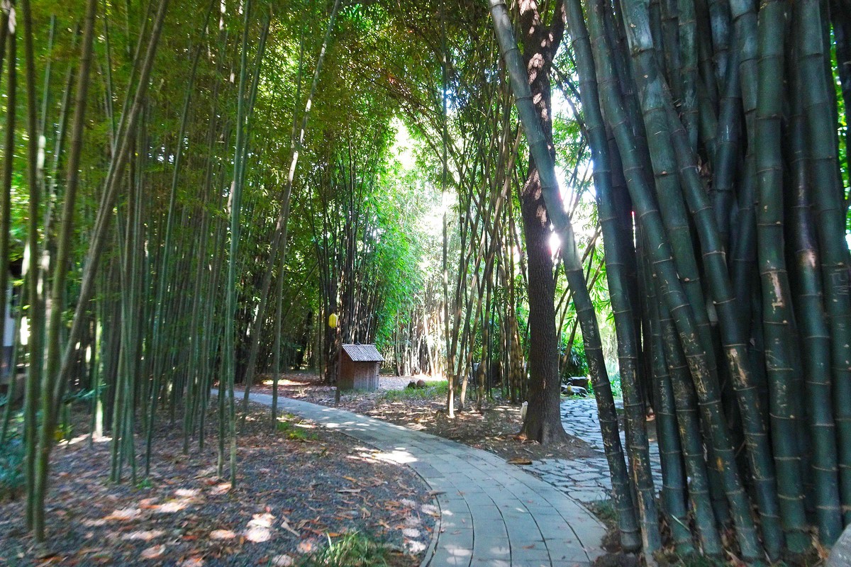 望江楼的翠竹竹影