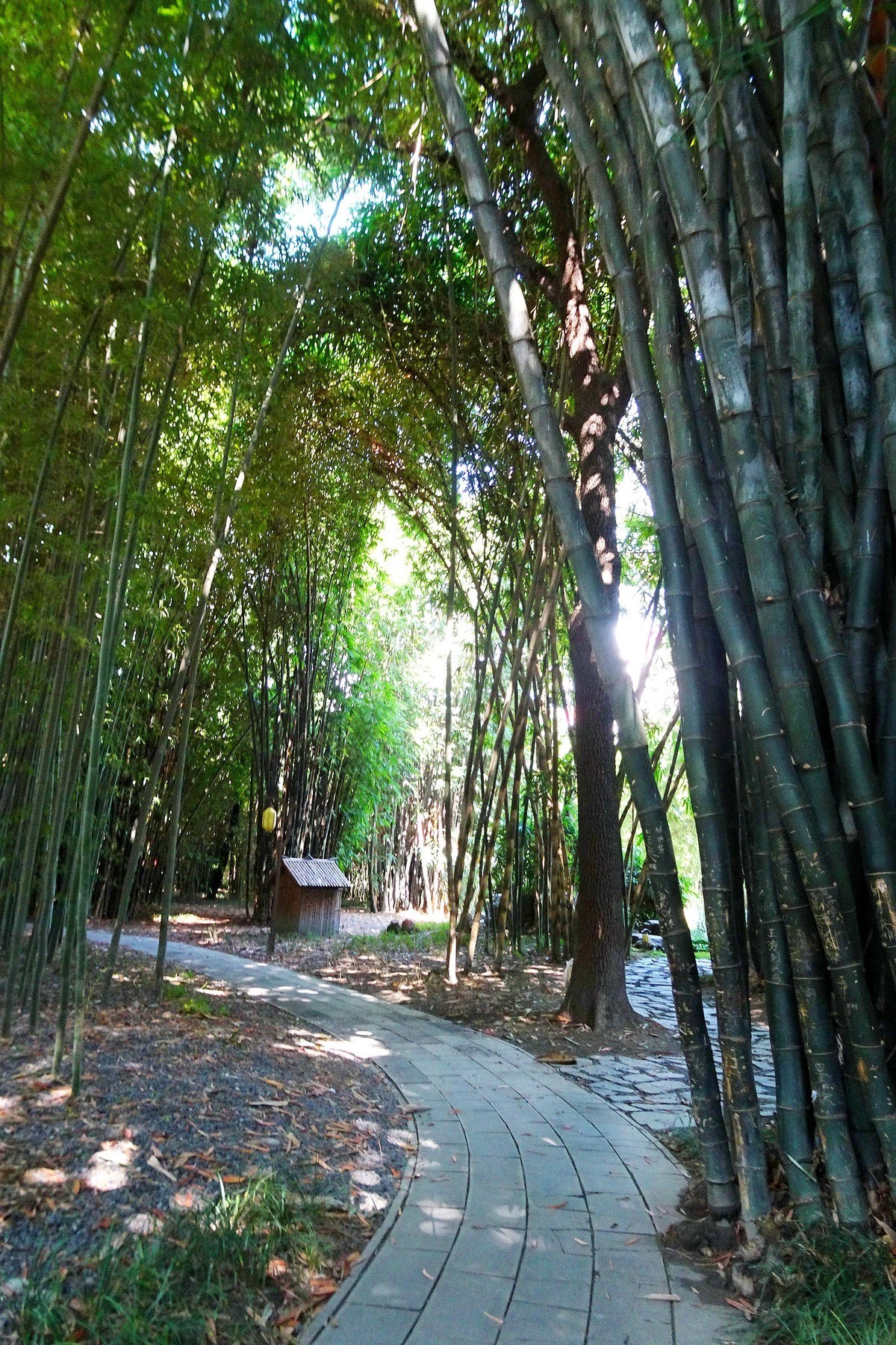 望江楼的翠竹竹影