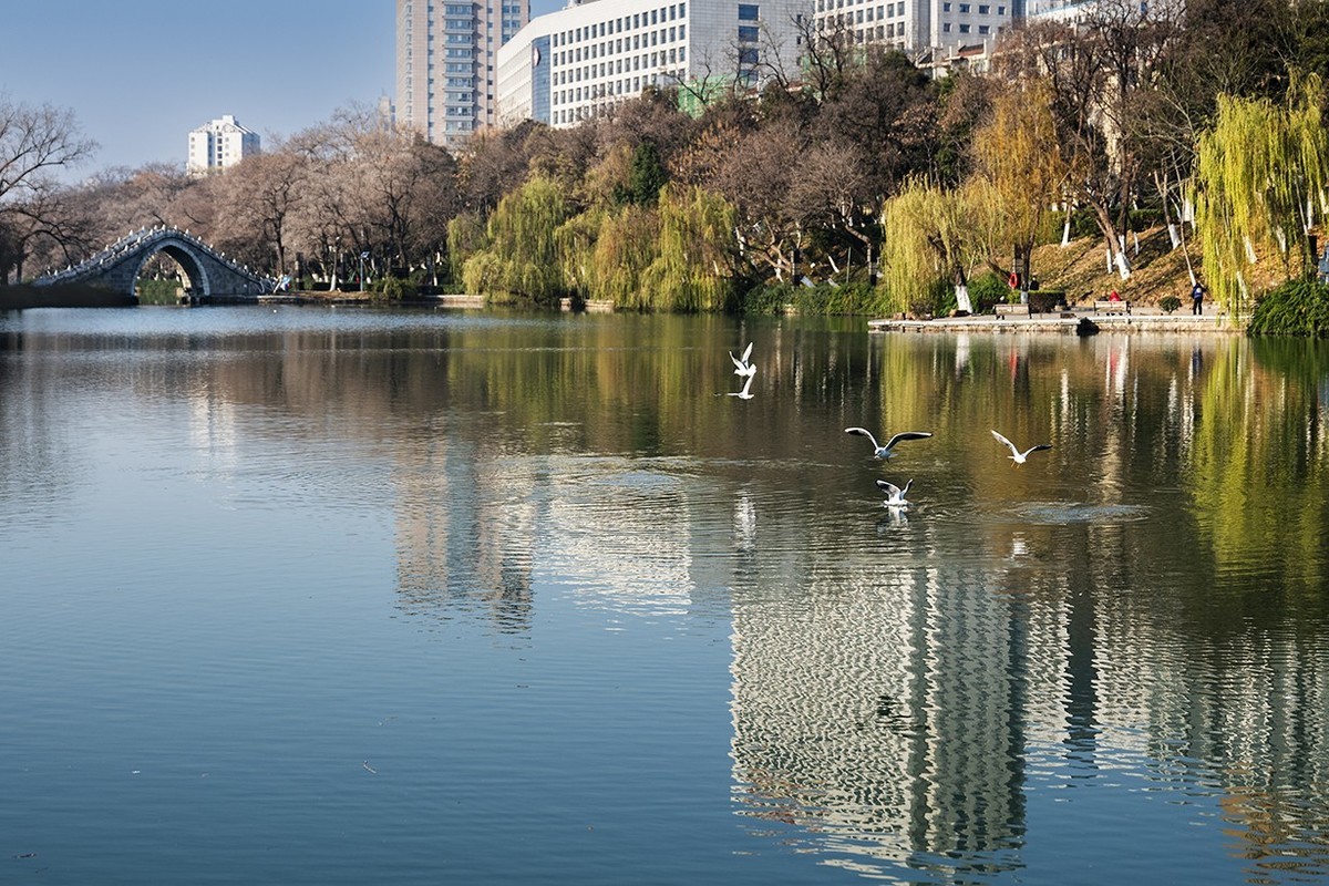 《包公园拍红嘴鸥》(32-64mm镜头）