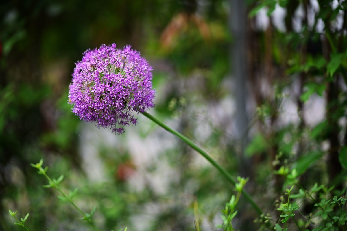 尼康ZF配二代FTZ转接环+105 1.4E随拍自家花卉2