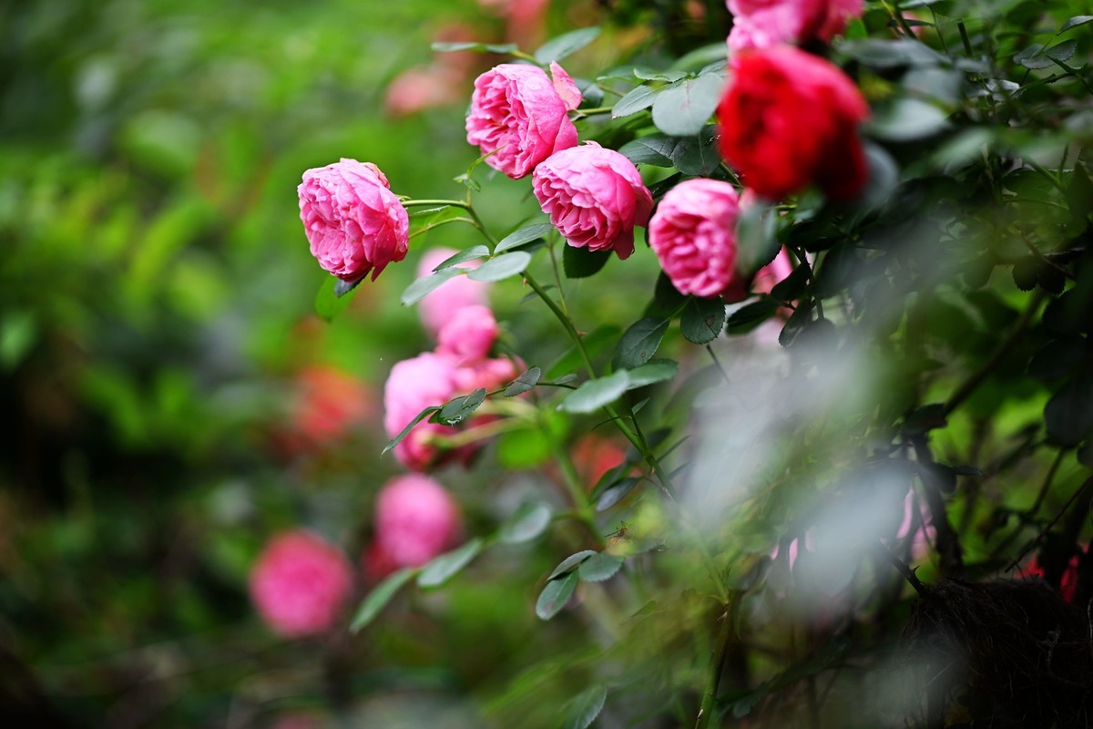 尼康ZF配二代FTZ转接环+105 1.4E随拍自家花卉2