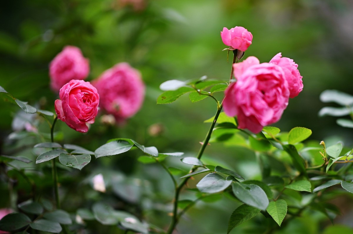 尼康ZF配二代FTZ转接环+105 1.4E随拍自家花卉2