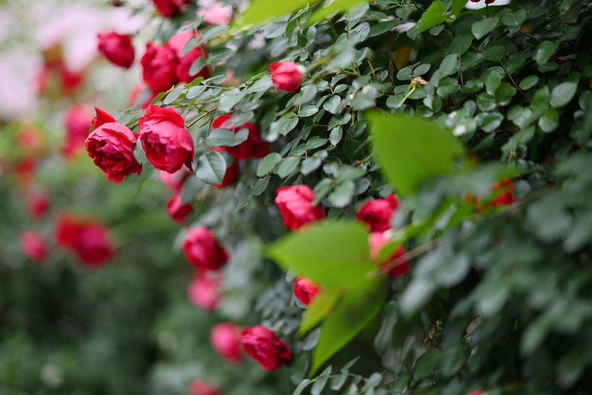 尼康ZF配二代FTZ转接环+105 1.4E随拍自家花卉2