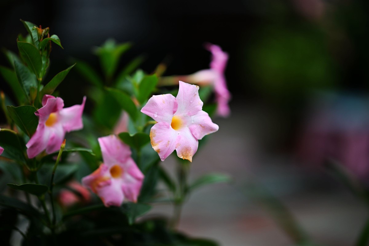 尼康ZF配二代FTZ转接环+105 1.4E随拍自家花卉2