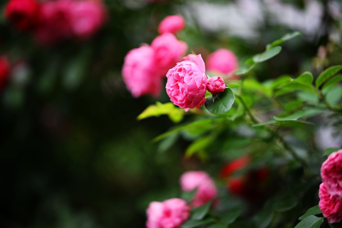 尼康ZF配二代FTZ转接环+105 1.4E随拍自家花卉2