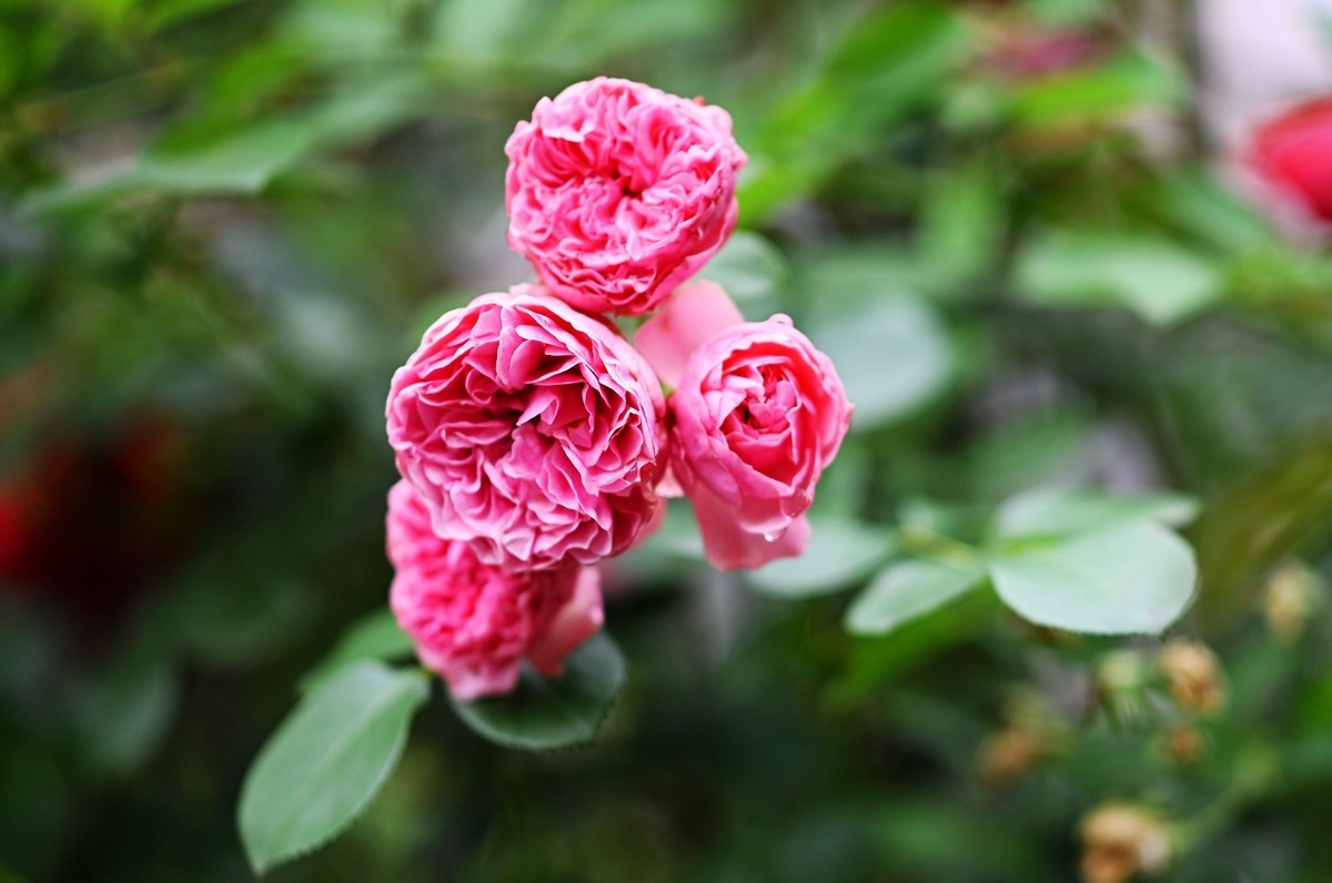 尼康ZF配二代FTZ转接环+105 1.4E随拍自家花卉2