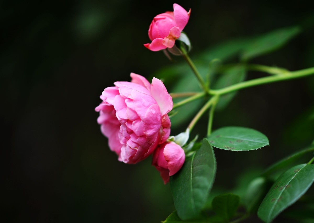 尼康ZF配二代FTZ转接环+105 1.4E随拍自家花卉2