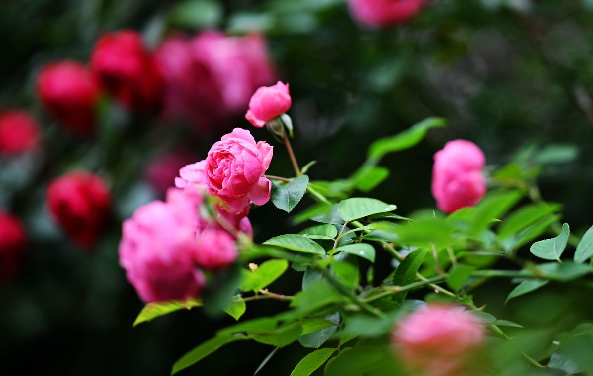 尼康ZF配二代FTZ转接环+105 1.4E随拍自家花卉2