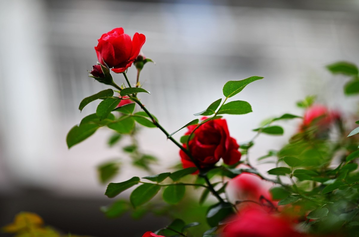 尼康ZF配二代FTZ转接环+105 1.4E随拍自家花卉2