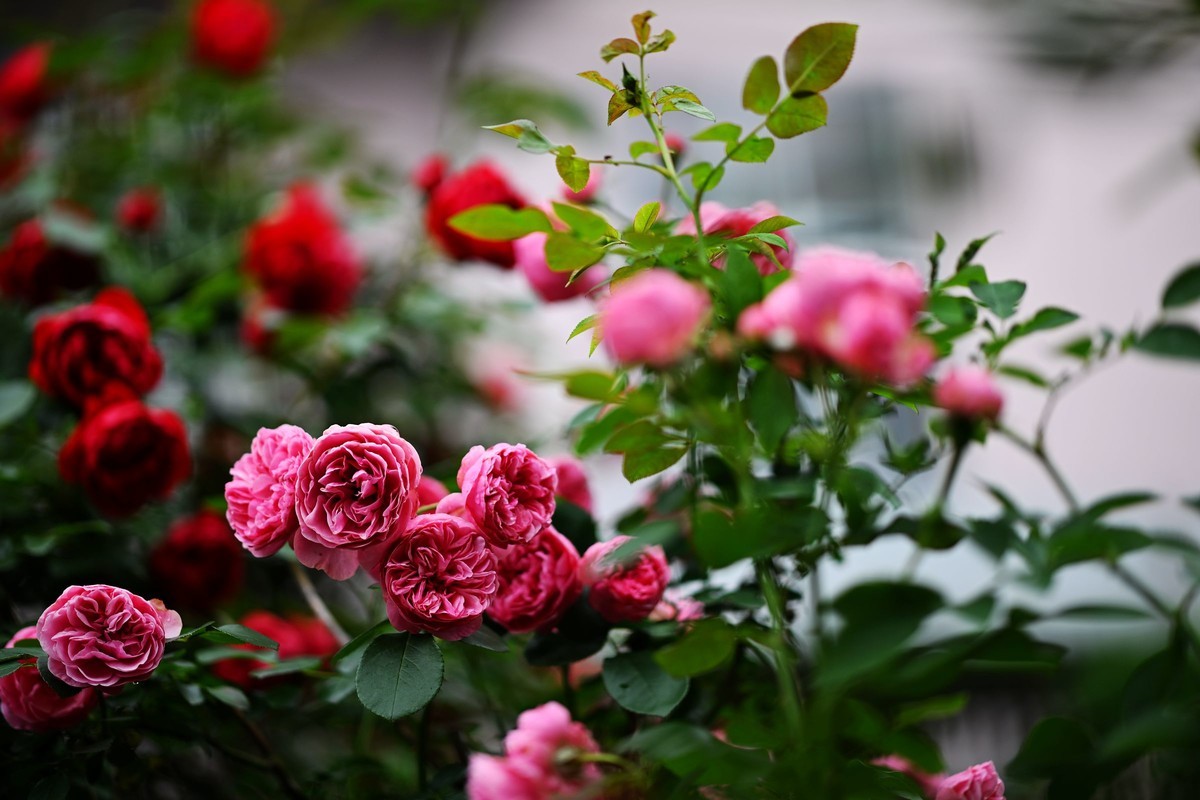 尼康ZF配二代FTZ转接环+105 1.4E随拍自家花卉2